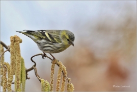 <p>ČÍŽEK LESNÍ (Carduelis spinus) ------- /Eurasian siskin - Erlenzeisig/</p>